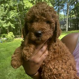 Brownie ( green) - Goldendoodle puppy from Derry Doodles NH