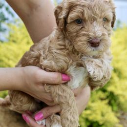 Labradoodle Puppies from Circle City Labradoodles