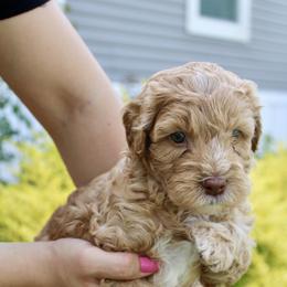 Labradoodle Puppies from Circle City Labradoodles