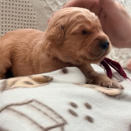 Boy 1 - Dark golden male Golden Retriever puppy in Great Falls, Montana from VS Golden Fields