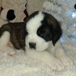 Saint Bernards from Red River Saints