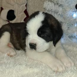 Saint Bernards from Red River Saints