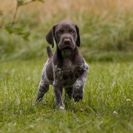 Rusty - Liver roan German Shorthaired Pointer puppy in Honey Brook, Pennsylvania from Windsong Pointers
