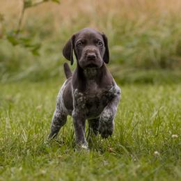 Rusty - Liver roan German Shorthaired Pointer puppy in Honey Brook, Pennsylvania from Windsong Pointers