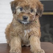 Assorted Doodle Crosses, Bernedoodle, Double Doodle, Goldendoodle, Labradoodle, and Whoodle Puppies from Our Little Farm Life Doodles