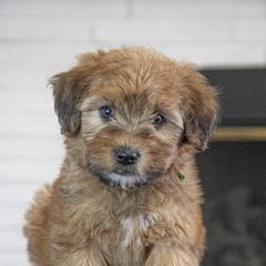 Assorted Doodle Crosses, Bernedoodle, Double Doodle, Goldendoodle, Labradoodle, and Whoodle Puppies from Our Little Farm Life Doodles