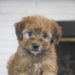 Assorted Doodle Crosses, Bernedoodle, Double Doodle, Goldendoodle, Labradoodle, and Whoodle Puppies from Our Little Farm Life Doodles