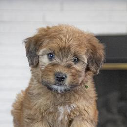 Assorted Doodle Crosses, Bernedoodle, Double Doodle, Goldendoodle, Labradoodle, and Whoodle Puppies from Our Little Farm Life Doodles