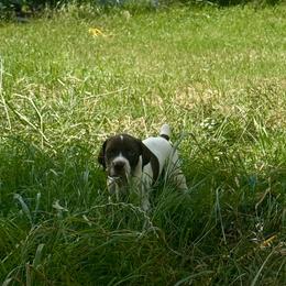 Male 2 - Liver and white male German Shorthaired Pointer puppy in Axtell, Texas from Texas German Shorthaired Pointers