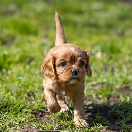 Benjamin - Ruby Cavalier King Charles Spaniel puppy in Chico, California from Valley Cavaliers