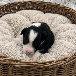 Girl - Black tri female Miniature American Shepherd puppy in Central Islip, New York from Fifth Avenue Australian Shepherds