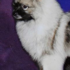 Keeshonden from Legend Keeshond