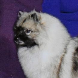 Keeshonden from Legend Keeshond