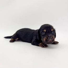 Magnolia - Black and tan female Dachshund puppy in Waddell, Arizona from Neu Doxies