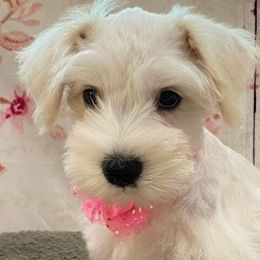 Girl 4 - Parti Miniature Schnauzer puppy in Flint, Texas from Schnazzy Schnauzers