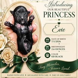 Evie - Black and tan female Yorkshire Terrier puppy in Patterson, California from Luxe Yorkies of Central Valley
