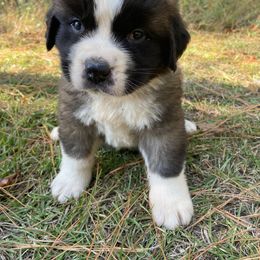 Saint Bernard Puppies from Magnolia Saint Bernards