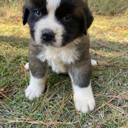 Saint Bernard Puppies from Magnolia Saint Bernards