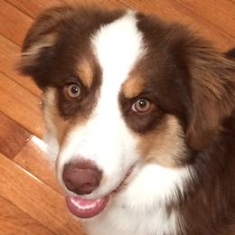 Sara - Australian Shepherd