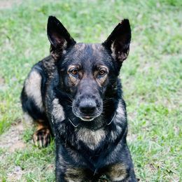 German Shepherds from Cacao German Shepherds