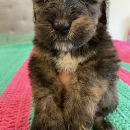 Saint Berdoodle Puppies from Big Paw Kennels