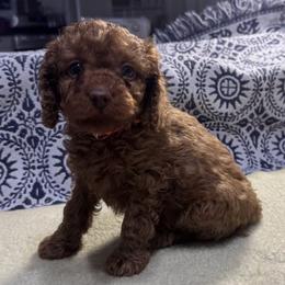 Diego - Red male Cockapoo puppy in Sheridan, Missouri from Shepherdsfold’s Cockapoos