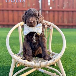 Oliver - Chocolate male Goldendoodle puppy in Dallas County, Texas from Dream A Little Doodle