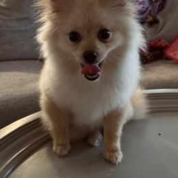 Penny - Cream female Pomeranian puppy in Houston, Texas from Mortaio Cane Corso