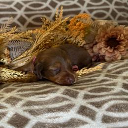 Girl 3 - Chocolate and tan female Dachshund puppy in Winter Haven, Florida from Davidson's Dachshunds