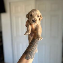 Hope - Cream female Goldendoodle puppy in Waterford, California from Alvdoodles