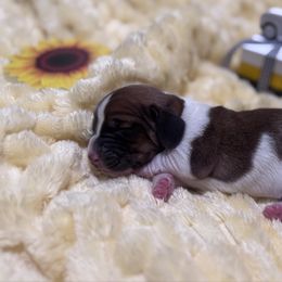 Girl 2 - Tan and white female Basset Hound puppy in Manteca, California from AKC Basset Hounds Puppy