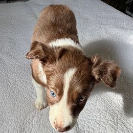 Toby - White and red male Border Collie puppy in Rickman, Tennessee from Roaring River Border Collies
