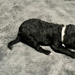 White boy - Silver male Poodle puppy in East Wenatchee, Washington from Stylish Standards