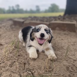 Miniature Australian Shepherd Puppies from Akasta Aussies