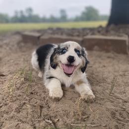 Miniature Australian Shepherd Puppies from Akasta Aussies