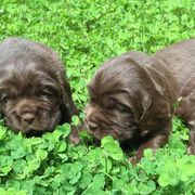 Sussex Spaniel Puppies from Primetime Sussex Spaniels