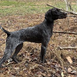 German Shorthaired Pointers from Blue Storm Shorthairs