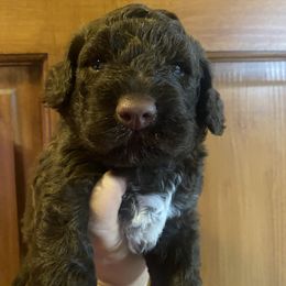 Cheerios - Brown Lagotto Romagnolo puppy in Micanopy, Florida from Fortuna Farms