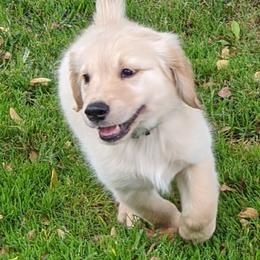 Golden Retriever Puppies from Prim's Golden Retrievers