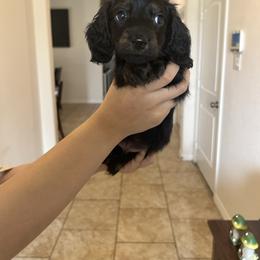 Blue Collar Mr. Bread and Butter KLARNA AVAILABLE - Black and tan male Dachshund puppy in Hutto, Texas from R.G. Dachshunds