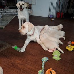 Labrador Retriever Puppies from Texas Finest English Labradors