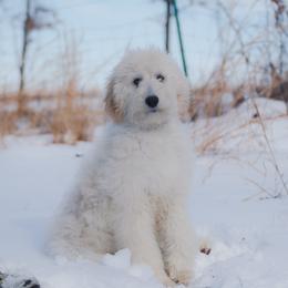 Bordoodle Puppies from 2J 2K Bordoodles