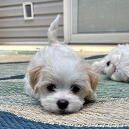 Scout - Blenheim male Cavachon puppy in Grottoes, Virginia from Wendy’s Maltese & Cavamalts of Virginia
