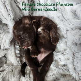 Folly - Phantom female Goldendoodle puppy in St. George, South Carolina from Southern Hunters Mini Doodles