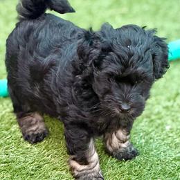 Peanut - Phantom male Goldendoodle puppy in Tyler, Texas from Sassy’s Hollywood Poodles & Doodles - Tyler, TX