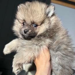 Leia - Chocolate sable female Pomeranian puppy in Loma Linda, California from Goulden_Pups