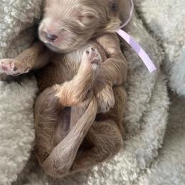 Hope - Cream female Goldendoodle puppy in Waterford, California from Alvdoodles
