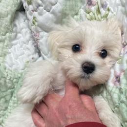 Maltese puppies from Susan's Maltese