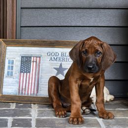 Liam - Rd whtn blk nose male Rhodesian Ridgeback puppy in Gaffney, South Carolina from Circle D Farms