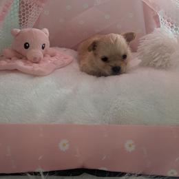 Cookie - Fawn and white female Chihuahua puppy in Palm Coast, Florida from Pampered Chihuahuas